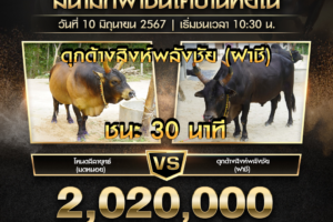 ย้อนหลังวัวชน สนามชนโคบ้านหยีใน 10 มิถุนายน 2567