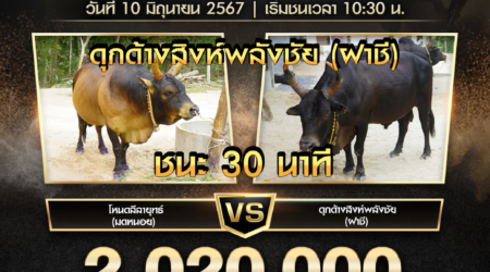 ย้อนหลังวัวชน สนามชนโคบ้านหยีใน 10 มิถุนายน 2567