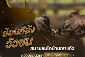 วัวชนย้อนหลัง 05 มิถุนายน 2567