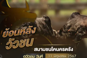 ย้อนหลังวัวชน สนามชนโคนครตรัง 11 มิถุนายน 2567