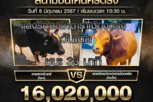 ย้อนหลังวัวชน สนามชนโคนครตรัง 08 มิถุนายน 2567