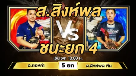 เทปไก่ชน ส.ทองคำ VS ส.สิงห์พล 13 กรกฎาคม 2567