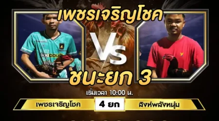 เทปไก่ชน เพชรเจริญโชค VS สิงห์พลังหนุ่ม 13 กรกฎาคม 2567