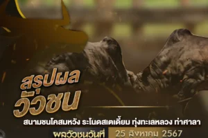 ผลวัวชน 25 สิงหาคม 2567