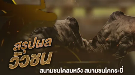 ผลวัวชน 24 กันยายน 2567