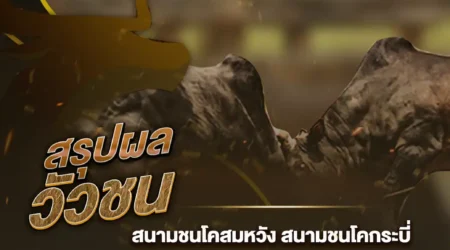 ผลวัวชน 26 กันยายน 2567