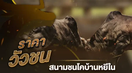 ราคาวัวชน 01 ตุลาคม 2567