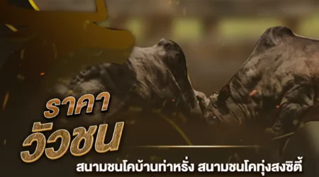ราคาวัวชน 20 ตุลาคม 2567