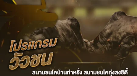 โปรแกรมวัวชน 20 ตุลาคม 2567