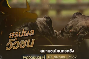 ผลวัวชน 07 ธันวาคม 2567
