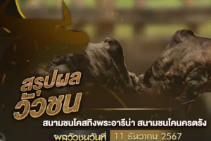 ผลวัวชน 11 ธันวาคม 2567