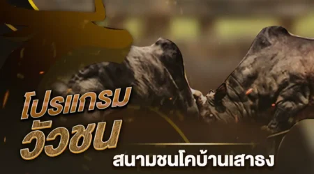 โปรแกรมวัวชน 17 ธันวาคม 2567