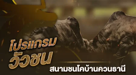 โปรแกรมวัวชน 24 ธันวาคม 2567