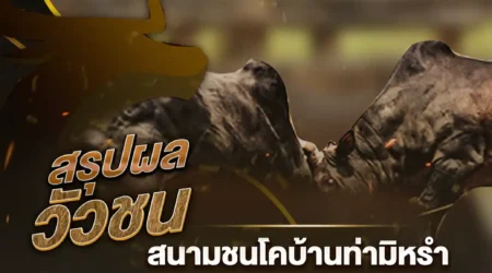 ผลวัวชน 24 มกราคม 2568