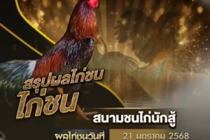 ผลไก่ชน 21 มกราคม 2568