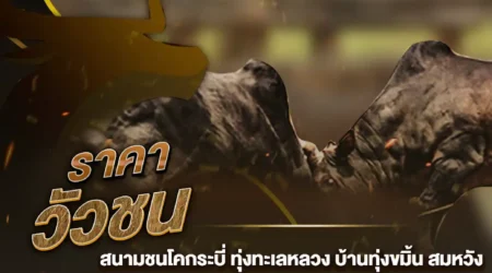 ราคาวัวชน 25 มกราคม 2568