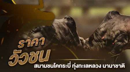 ราคาวัวชน 26 มกราคม 2568