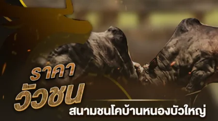 ราคาวัวชน 29 มกราคม 2568