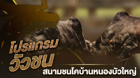 โปรแกรมวัวชน 29 มกราคม 2568