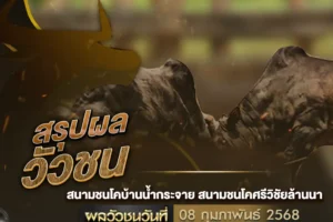 ผลวัวชน 08 กุมภาพันธ์ 2568