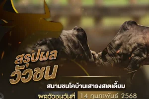 ผลวัวชน 14 กุมภาพันธ์ 2568