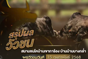 ผลวัวชน 15 กุมภาพันธ์ 2568