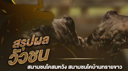 ผลวัวชน 25 กุมภาพันธ์ 2568
