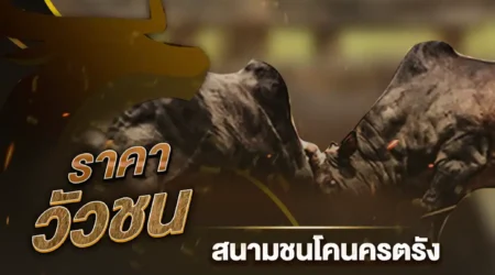 ราคาวัวชน 07 กุมภาพันธ์ 2568