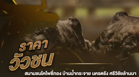 ราคาวัวชน 08 กุมภาพันธ์ 2568