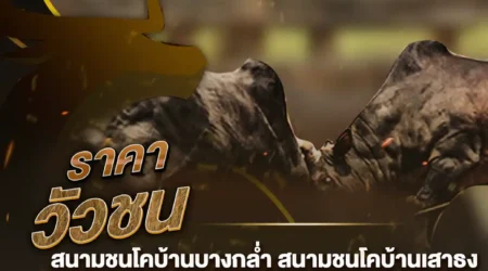 ราคาวัวชน 13 กุมภาพันธ์ 2568