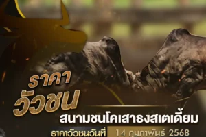 ราคาวัวชน 14 กุมภาพันธ์ 2568