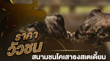 ราคาวัวชน 14 กุมภาพันธ์ 2568