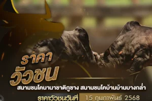 ราคาวัวชน 15 กุมภาพันธ์ 2568