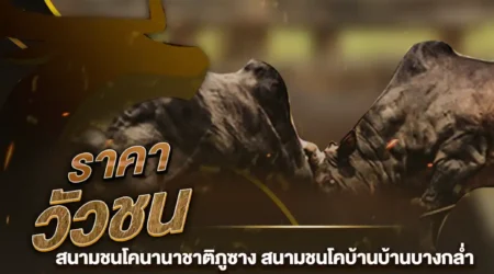 ราคาวัวชน 15 กุมภาพันธ์ 2568