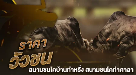 ราคาวัวชน 17 กุมภาพันธ์ 2568