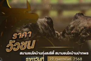 ราคาวัวชน 19 กุมภาพันธ์ 2568