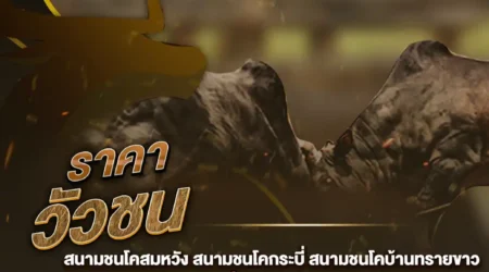 ราคาวัวชน 25 กุมภาพันธ์ 2568