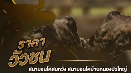 ราคาวัวชน 27 กุมภาพันธ์ 2568