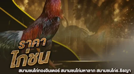 ราคาไก่ชน 08 กุมภาพันธ์ 2568