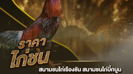 ราคาไก่ชน 09 กุมภาพันธ์ 2568