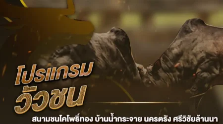 โปรแกรมวัวชน 08 กุมภาพันธ์ 2568