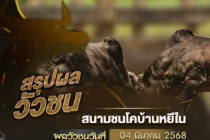 ผลวัวชน 04 มีนาคม 2568