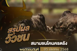ผลวัวชน 05 มีนาคม 2568