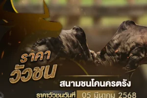 ราคาวัวชน 05 มีนาคม 2568