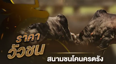 ราคาวัวชน 05 มีนาคม 2568