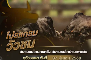 โปรแกรมวัวชน 07 มีนาคม 2568