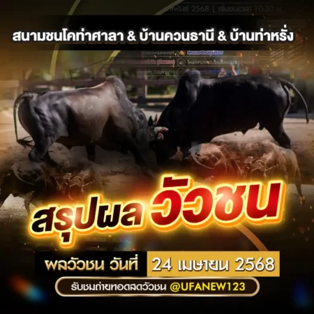 ผลวัวชน 24 เมษายน 2568