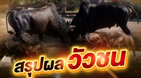 ผลวัวชน 25 เมษายน 2568