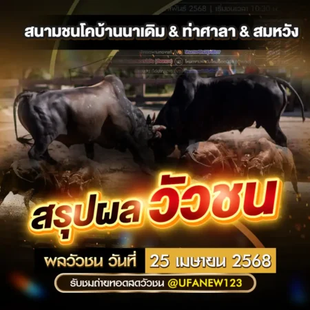 ผลวัวชน 25 เมษายน 2568