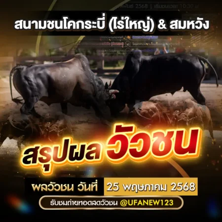 ผลวัวชน 25 พฤษภาคม 2568